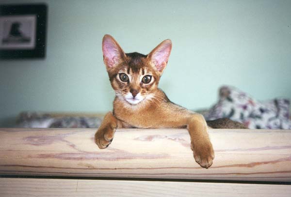 Four Month Old Mango