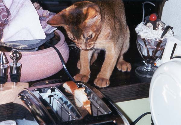 Mango Planning the Attack