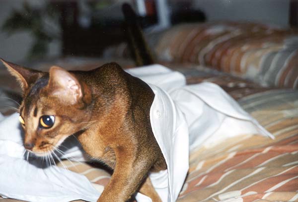 Mango's Great Escape